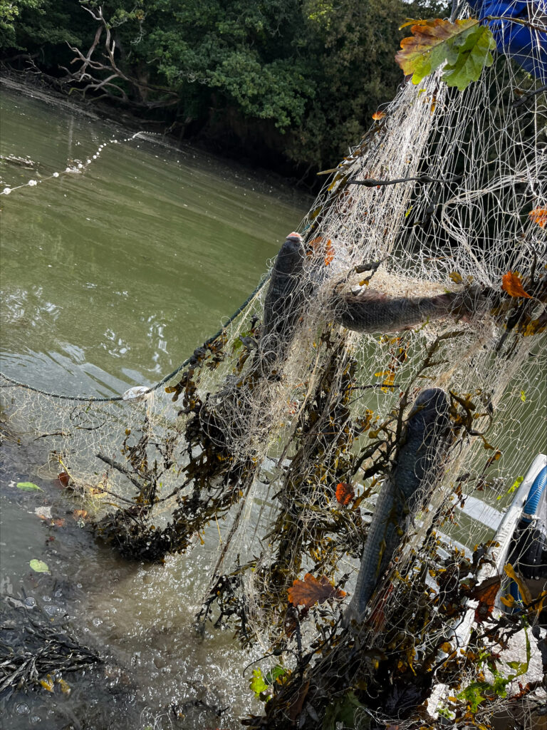 Illegal Gill Net Recovered From Salcombe – Kingsbridge Estuary, Devon &  Severn IFCA